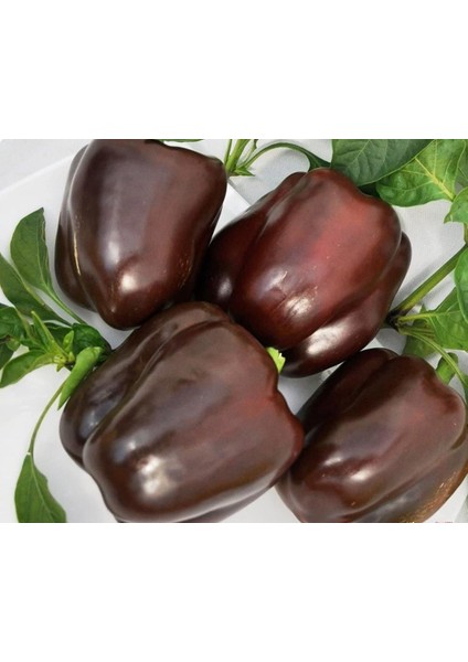 Renkli Dolmalık Biber Tohumu Kahverengi Iri Chocolate fırsatları