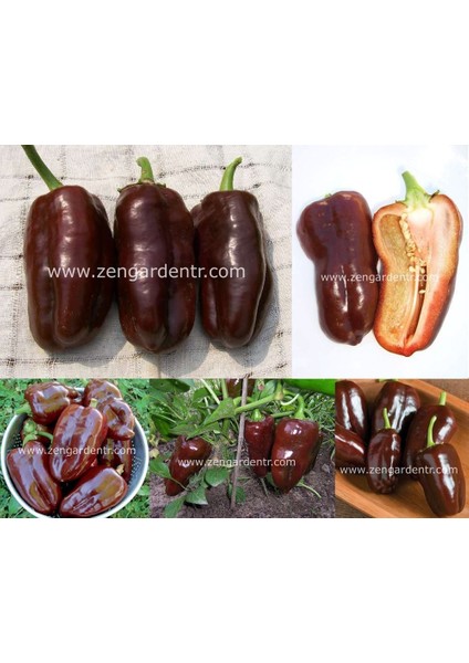 Çikolata Renkli Biber Tohumu Pepper Sweet Chocolate fiyatları