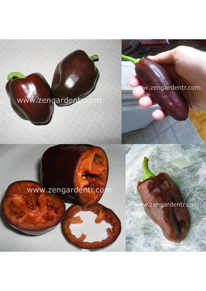 Çikolata Renkli Biber Tohumu Pepper Sweet Chocolate modelleri