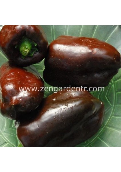 Çikolata Renkli Biber Tohumu Pepper Sweet Chocolate fırsatları