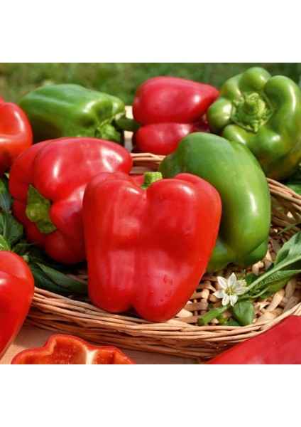 Kırmızı Yeşil Biber Tohumu Yolo Wonder Bell Pepper modelleri