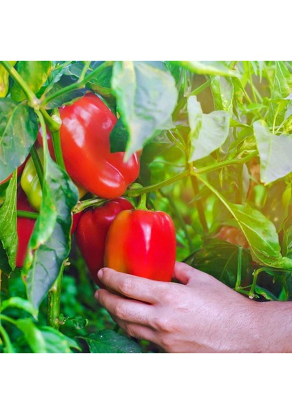 Kırmızı Yeşil Biber Tohumu Yolo Wonder Bell Pepper indirimleri