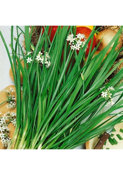 Sarımsak Otu Tohumu Garlic Chives