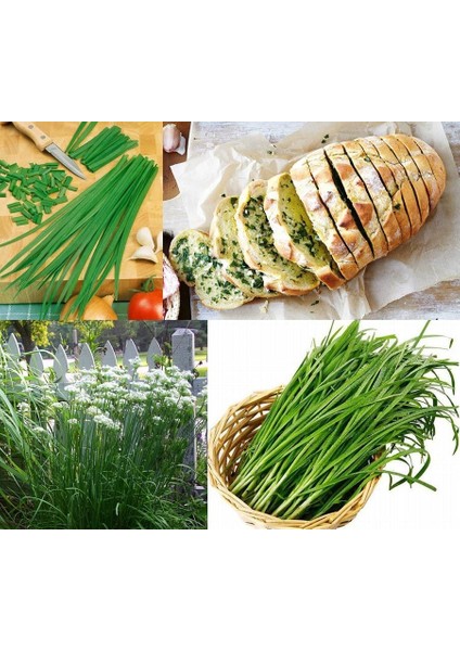 Sarımsak Otu Tohumu Garlic Chives