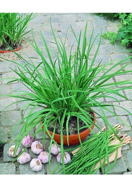 Sarımsak Otu Tohumu Garlic Chives