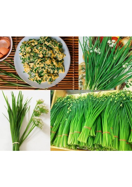 Sarımsak Otu Tohumu Garlic Chives