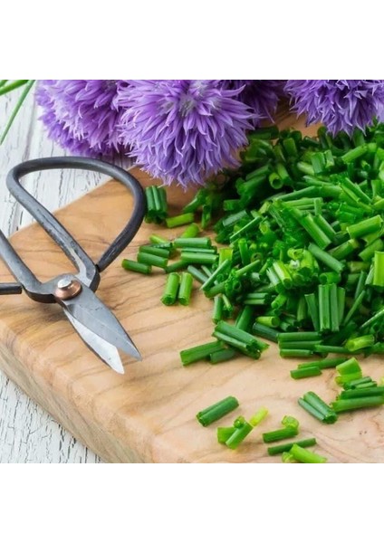 Frenk Soğanı Tohumu Soğan Otu Onion Chives