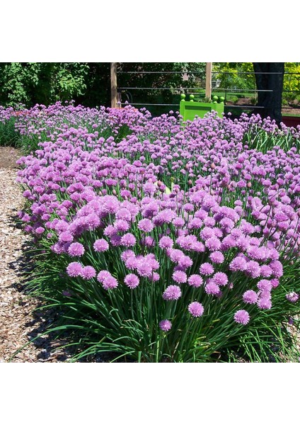Frenk Soğanı Tohumu Soğan Otu Onion Chives fiyatları
