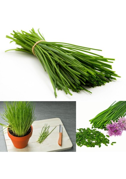 Frenk Soğanı Tohumu Soğan Otu Onion Chives fırsatları
