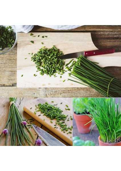 Frenk Soğanı Tohumu Soğan Otu Onion Chives indirimleri