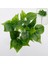 Yapay Büyük Lüx Islak Hedera Bitkisi 2