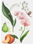 Orchid Happy Holidays 3,0 Fl. Oz Kadın Parfümü 90 ml 3