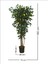 Limon Ağacı Tek Gövde 160CM, Yapay Ağaç, Saksılı 4