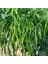 Tatlı Kıl Biber Tohumu Capsicum Annuum 2