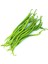 Tatlı Kıl Biber Tohumu Capsicum Annuum 4