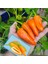 Turuncu Biber Tohumu Tangerine Dream Capsicum Annuum 2