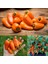 Turuncu Biber Tohumu Tangerine Dream Capsicum Annuum 3