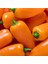 Turuncu Biber Tohumu Tangerine Dream Capsicum Annuum 4