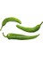 Tatlı Sivri Biber Tohumu Capsicum Annuum 2