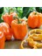 Portakal Rengi Biber Tohumu Orange California Wonder Bell Pepper 2