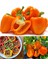 Portakal Rengi Biber Tohumu Orange California Wonder Bell Pepper 5