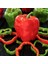 Kırmızı Yeşil Biber Tohumu Yolo Wonder Bell Pepper 2