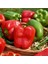 Kırmızı Yeşil Biber Tohumu Yolo Wonder Bell Pepper 3