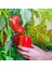 Kırmızı Yeşil Biber Tohumu Yolo Wonder Bell Pepper 5