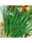 Sarımsak Otu Tohumu Garlic Chives 1