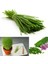 Frenk Soğanı Tohumu Soğan Otu Onion Chives 4