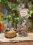 Ginkgo Biloba 40 gr 1