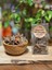 Barut Ağacı Kabuğu 34 gr 1