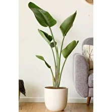 Garden Online Starliçe Cennet Kuşu Çiçeği - Strelitzia Nicolai Canlı Salon Bitkisi 130 - 150 cm