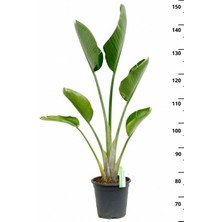 Garden Online Starliçe Cennet Kuşu Çiçeği - Strelitzia Nicolai Canlı Salon Bitkisi 130 - 150 cm