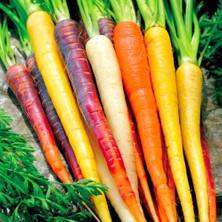 Zengarden Rainbow Blend Mixed Gökkuşağı Havuç Tohumu Carrot