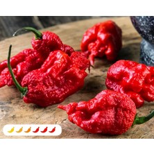 Hot Pepper Collector Carolına Reaper Biberi - Gerçek Taze Biber / 2,5 Milyon Scoville No: 1