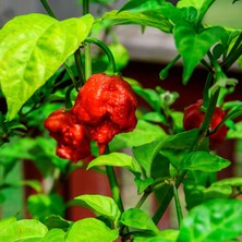 Hot Pepper Collector Carolına Reaper Biberi - Gerçek Taze Biber / 2,5 Milyon Scoville No: 1