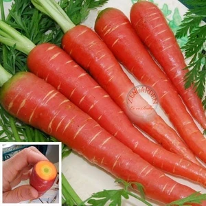 Kırmızı Havuç Tohumu Atomic Red Carrot Atalık