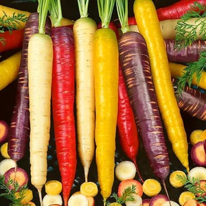 Rainbow Blend Mixed Gökkuşağı Havuç Tohumu Carrot