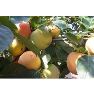 Acık Kök Yeşil Yenilebilen Hurma Fidanı