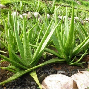 Tüplü Aromatik Aloe Vera Sarı Sabır  Fidanı