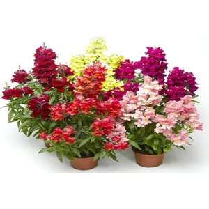 Köy Tohumları 50 Adet Tohum Nadir Bulunan Aslanağzı Aslan Ağzı Çiçeği Tohum Saksı Toprak