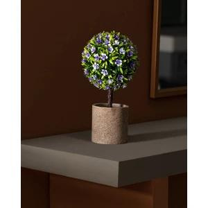 Madame Coco Dorine Saksılı Çiçek