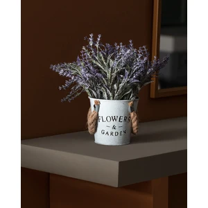 Madame Coco Cyril Saksılı Çiçek