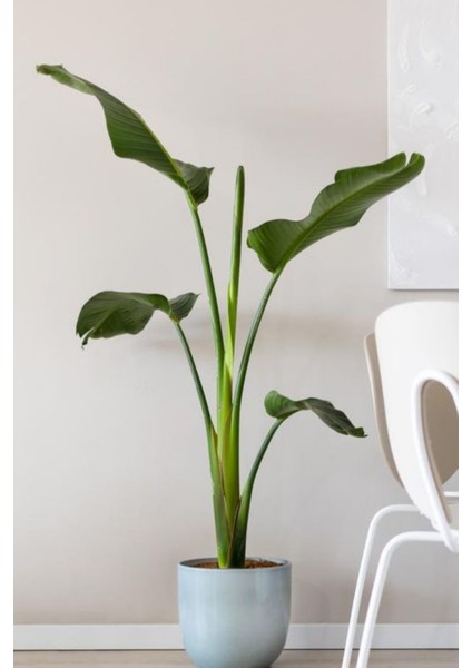 Garden Online Starliçe Cennet Kuşu Çiçeği - Strelitzia Nicolai Canlı Salon Bitkisi 130 - 150 cm