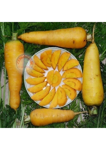 Sarı Havuç Tohumu Atalık Carrot Solar Yellow