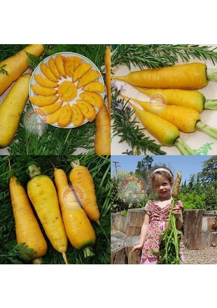 Sarı Havuç Tohumu Atalık Carrot Solar Yellow