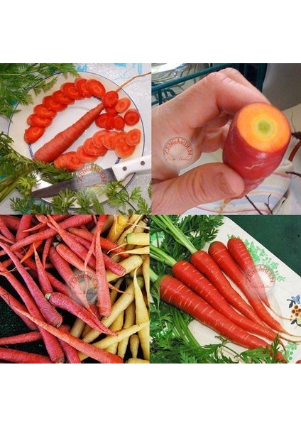 Kırmızı Havuç Tohumu Atomic Red Carrot Atalık