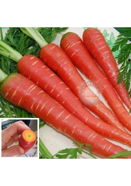 Kırmızı Havuç Tohumu Atomic Red Carrot Atalık