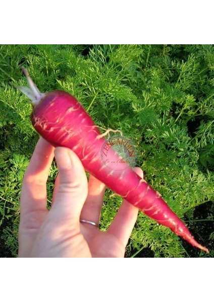 Kırmızı Havuç Tohumu Atomic Red Carrot Atalık